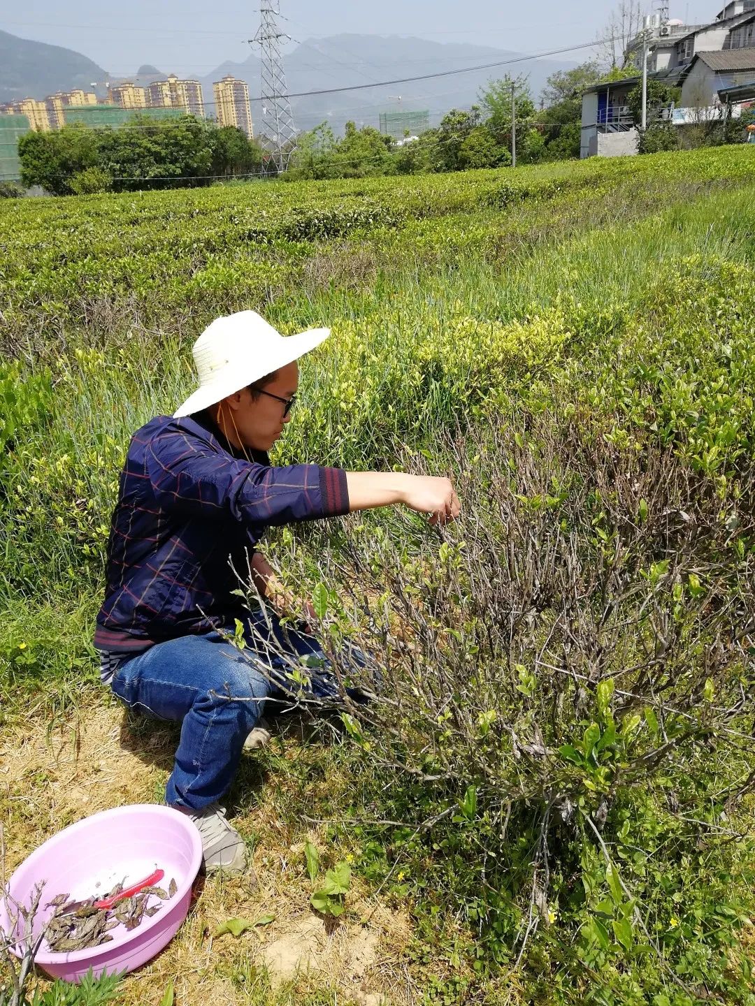 三农服务热线 | 茶树病虫害绿色防控技术要点