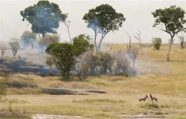 地球开启自救模式？科学发现:新冠正在阻止全球变暖！