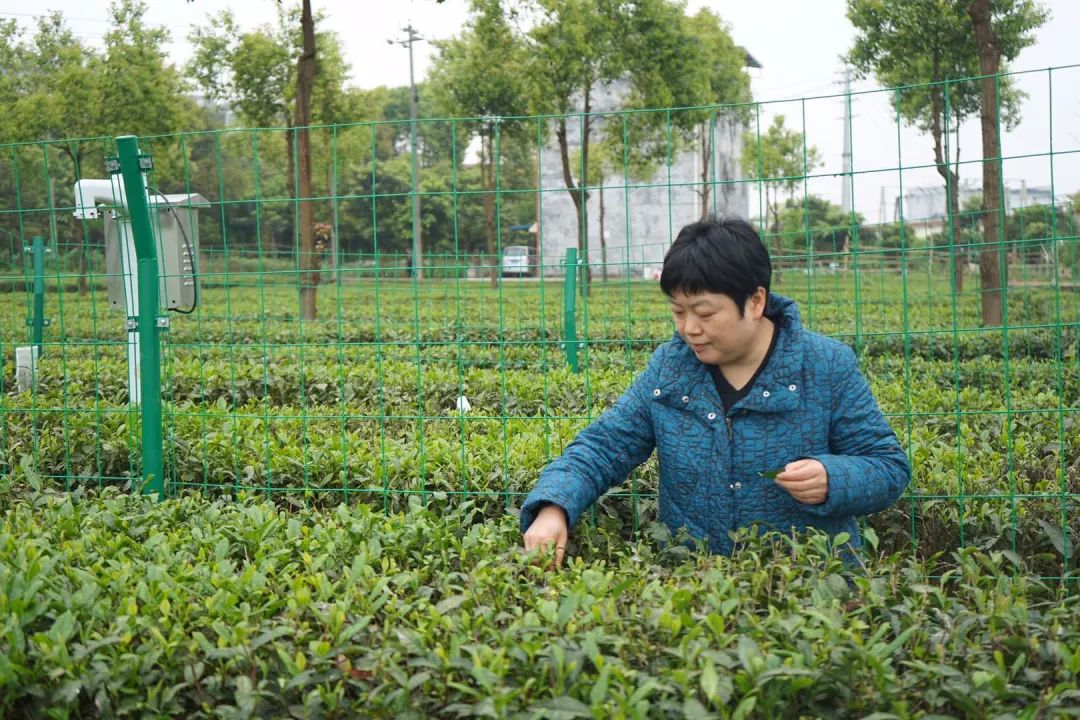 三农服务热线 | 茶树病虫害绿色防控技术要点