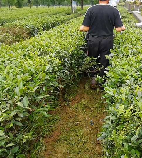 三农服务热线 | 茶树病虫害绿色防控技术要点