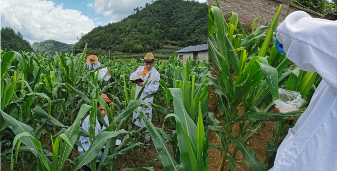 草地贪夜蛾呈重发态势 中国农科院发布防控手册