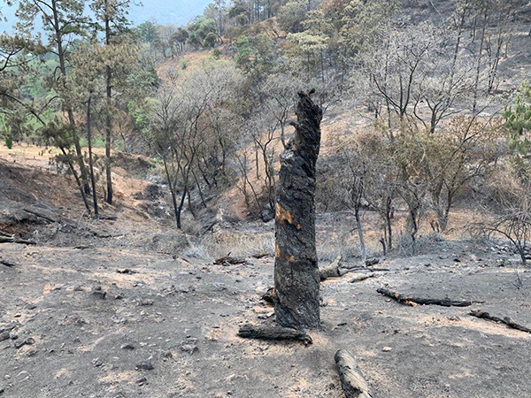 遇难地，设备和树木都被烧焦。  澎湃新闻记者 胥辉  图