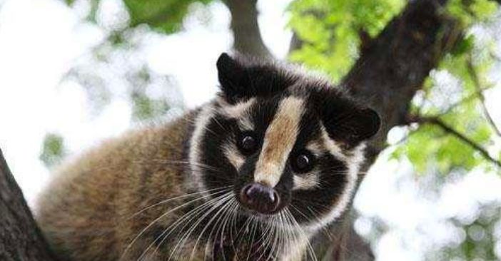 地球开启自救模式？科学发现:新冠正在阻止全球变暖！