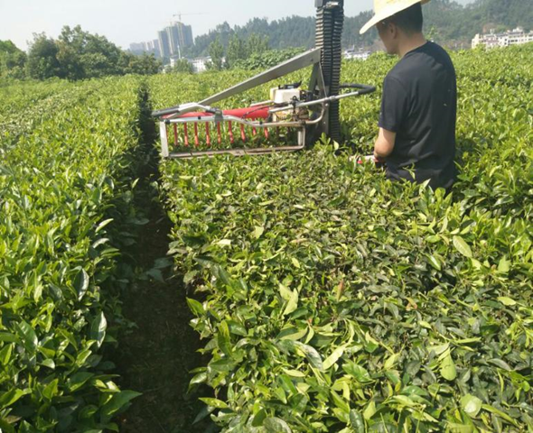 三农服务热线 | 茶树病虫害绿色防控技术要点