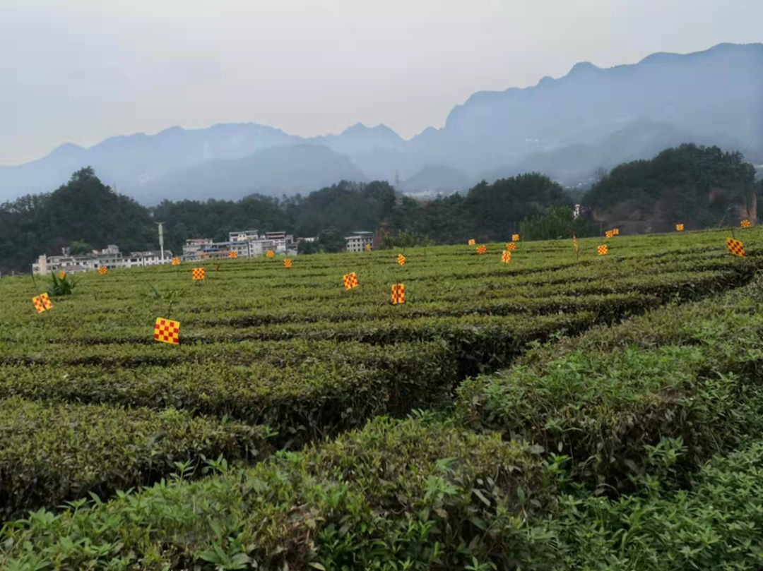 三农服务热线 | 茶树病虫害绿色防控技术要点