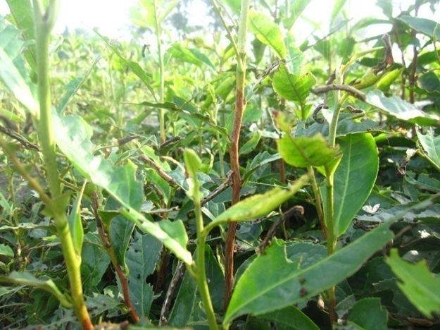 三农服务热线 | 茶树病虫害绿色防控技术要点