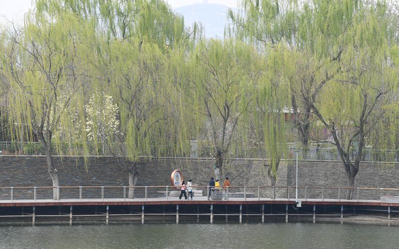 湖边垂柳嫩绿，游客沿湖散步。新京报记者 王颖 摄