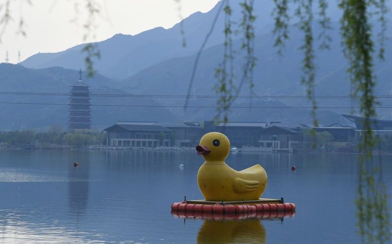 湖中央还有一只“大黄鸭”。新京报记者 王颖 摄