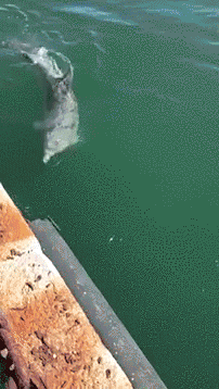 地球开启自救模式？科学发现:新冠正在阻止全球变暖！