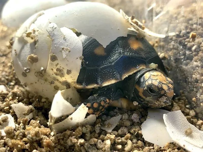 大学实验室关闭后，一种乌龟的蛋被重新安置并在几天后孵化出小龟。 Jessica Rene Bock Páez 图