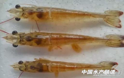 虾虹彩病毒:死亡率高达80%!传染性极强