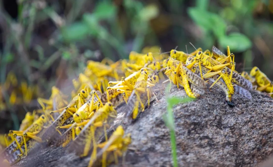 英媒称新一轮沙漠蝗灾侵袭东非：规模达上一轮