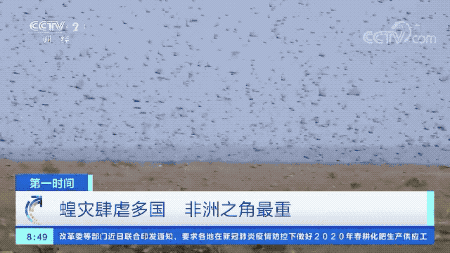 英媒称新一轮沙漠蝗灾侵袭东非：规模达上一轮
