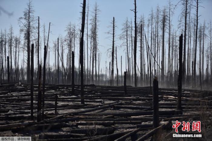  ����ʱ��4��12�գ��ڿ����ж�ŵ�����˵�վ��Χ30���������ɭ�ִ����󣬲���˹�����ӵ����ľ���ջ١�