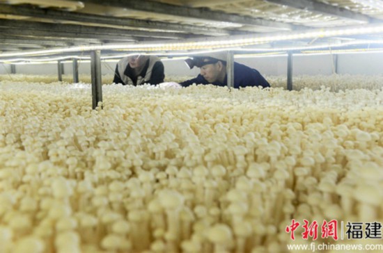 古田人口有多少_古田会议图片(2)