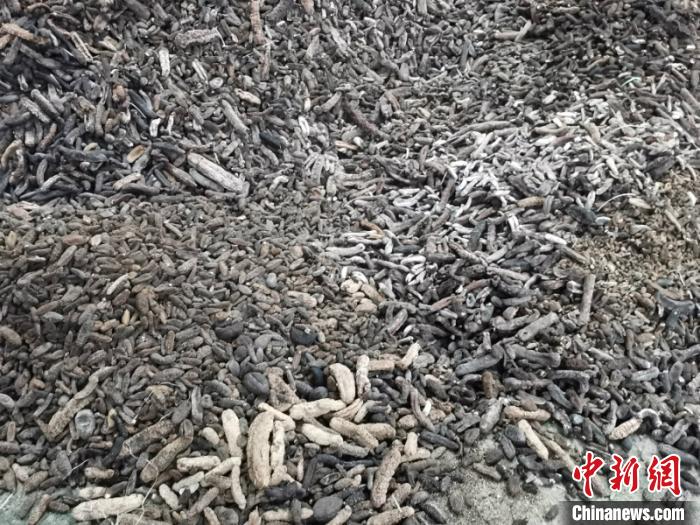 图为等待销毁的冻海参 林浩 摄