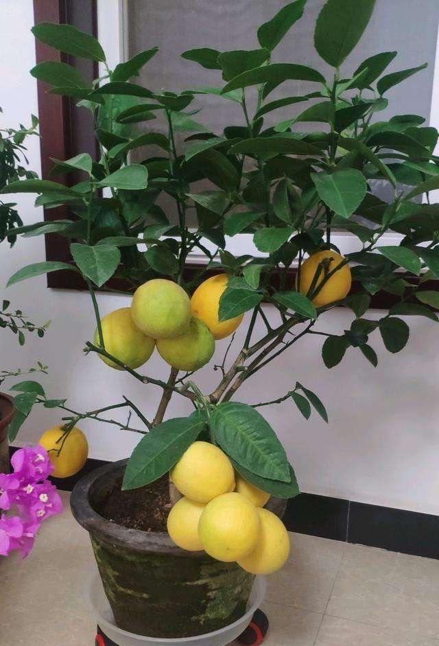 阳台怎么种柠檬?注意"3点",果子压弯枝,满树金灿灿的柠檬
