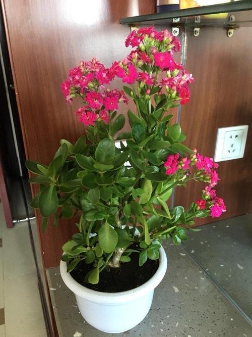 养长寿花使用2个手段开花美美滴还长出独特漂亮的造型