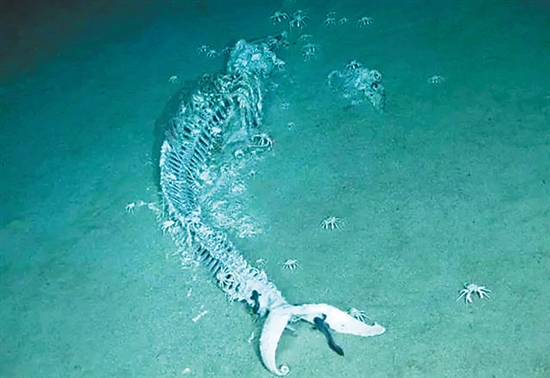 鲸落万物生曲谱_一鲸落万物生图片(3)