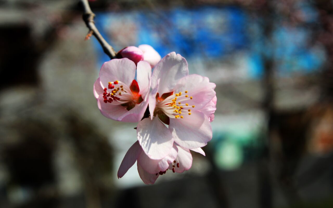 升温了!明天局地最高温重回20℃,但早晨……
