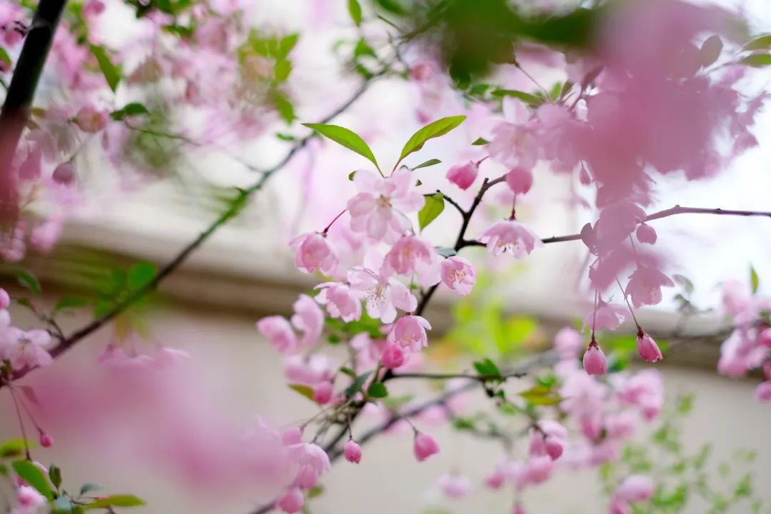 与自然共生 重返东营“桃花源”丨御园芳满庭