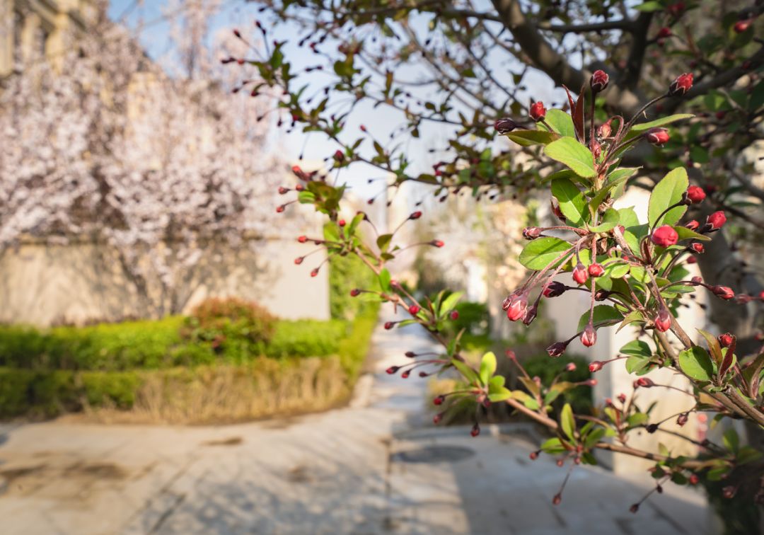 与自然共生 重返东营“桃花源”丨御园芳满庭