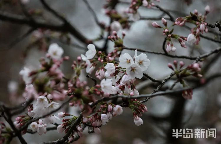 周知!中山公园的樱花开了,想去赏花有要求!附赠放假通知+清明假期天气预报