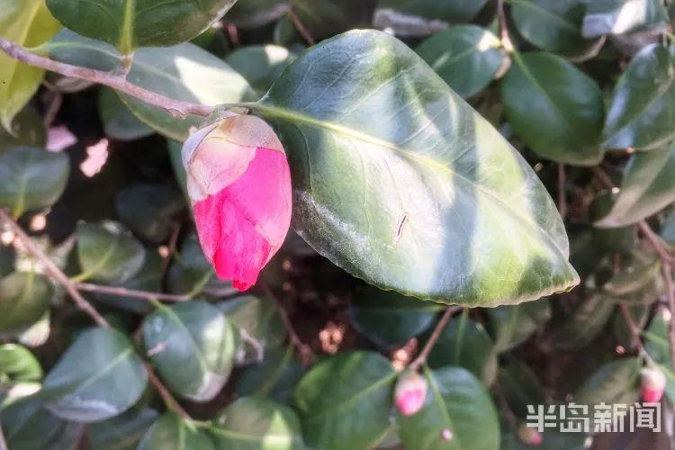 周知!中山公园的樱花开了,想去赏花有要求!附赠放假通知+清明假期天气预报