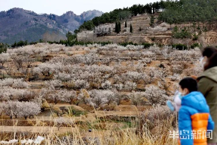周知!中山公园的樱花开了,想去赏花有要求!附赠放假通知+清明假期天气预报