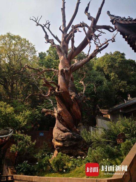 四川西昌光福寺主持:与消防官兵并肩战斗,寺庙和文物都保住了!