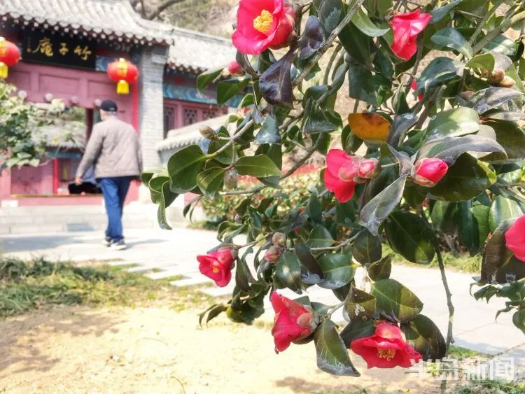 周知!中山公园的樱花开了,想去赏花有要求!附赠放假通知+清明假期天气预报