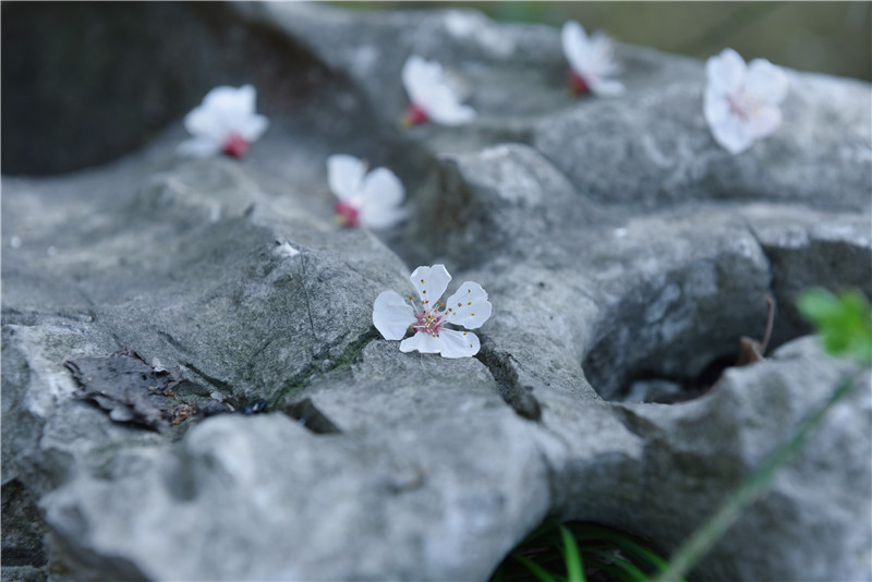 在家看天下·每日一景丨姑苏盘门 微雨落花