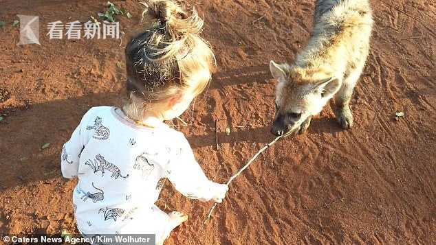 2岁女童拿小棍冲进鬣狗群 开心地与＂碎骨者＂玩