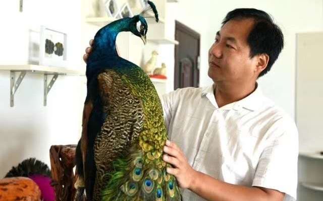 39岁的王道金和他的孔雀。受访者供图