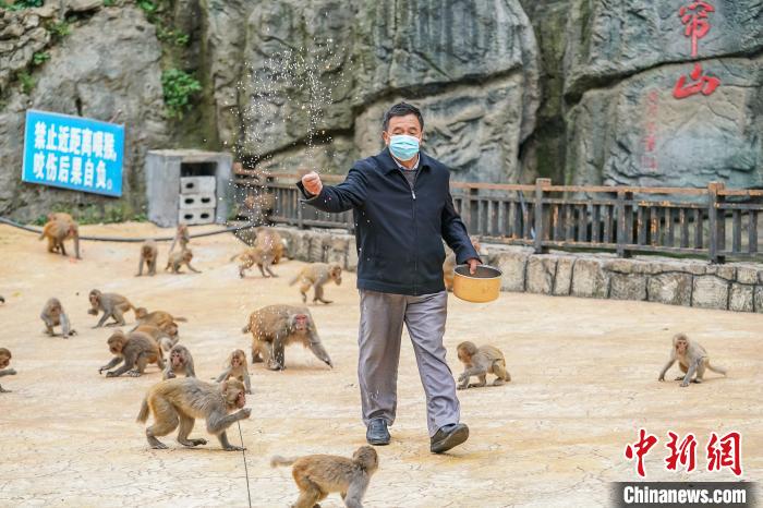 罗起跃给猕猴喂食。 陈冠言 摄