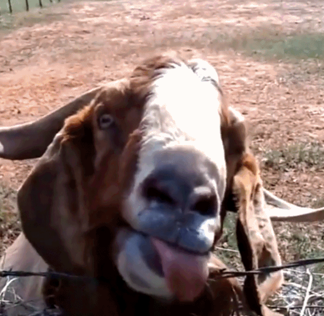 每日有趣gif图荷兰猪洗刷刷,很美呀