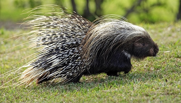 豪猪。图片来源：视觉中国