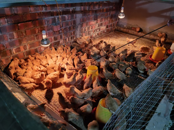 豪猪被无害化填埋处理后，汪玫倩转型养鸡。摄影：梁宙