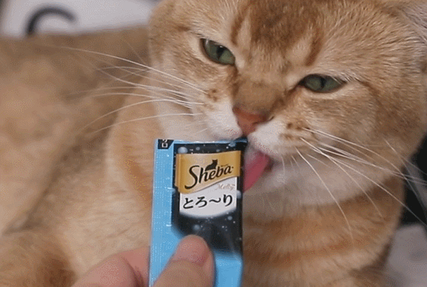 2020年,我活成了一只猫