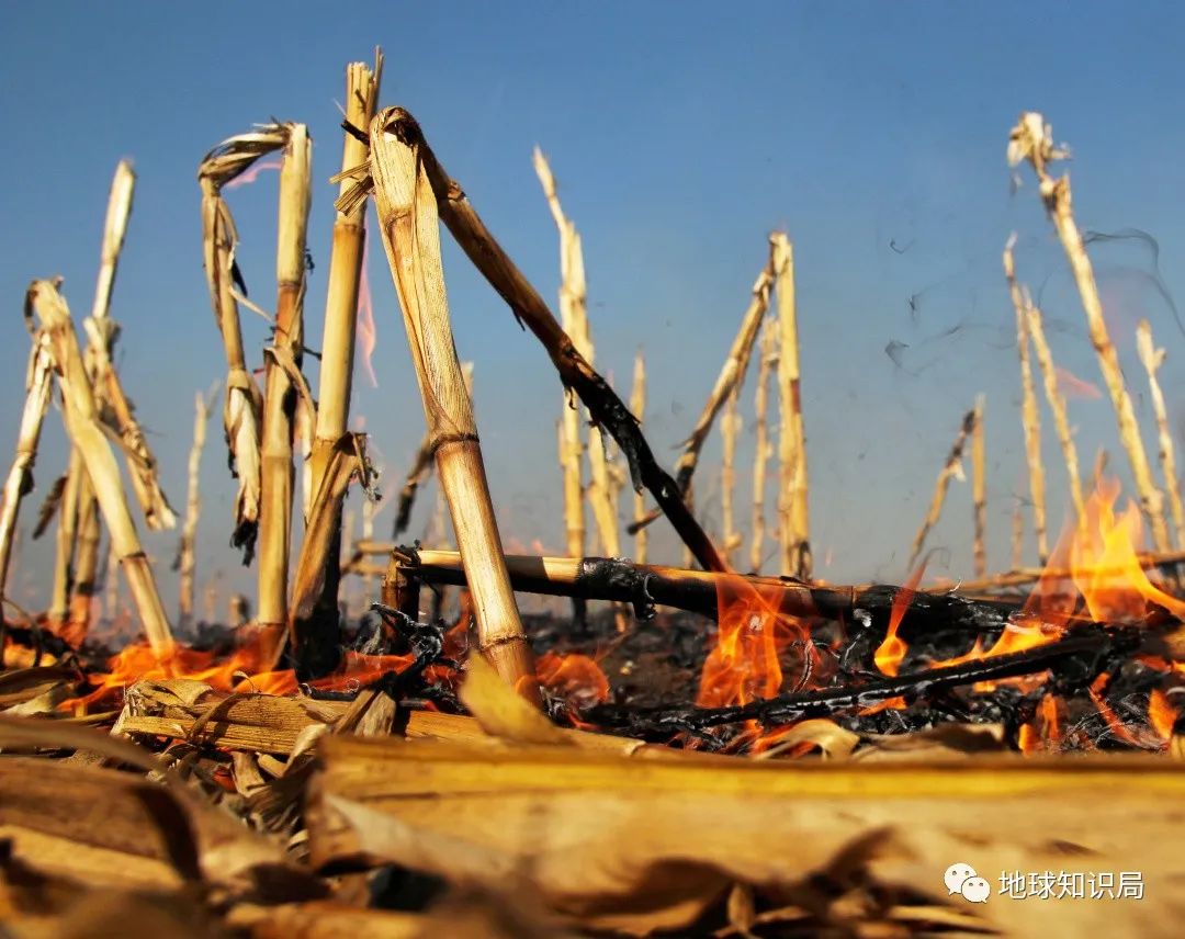 农村烧秸秆为何屡禁不止?