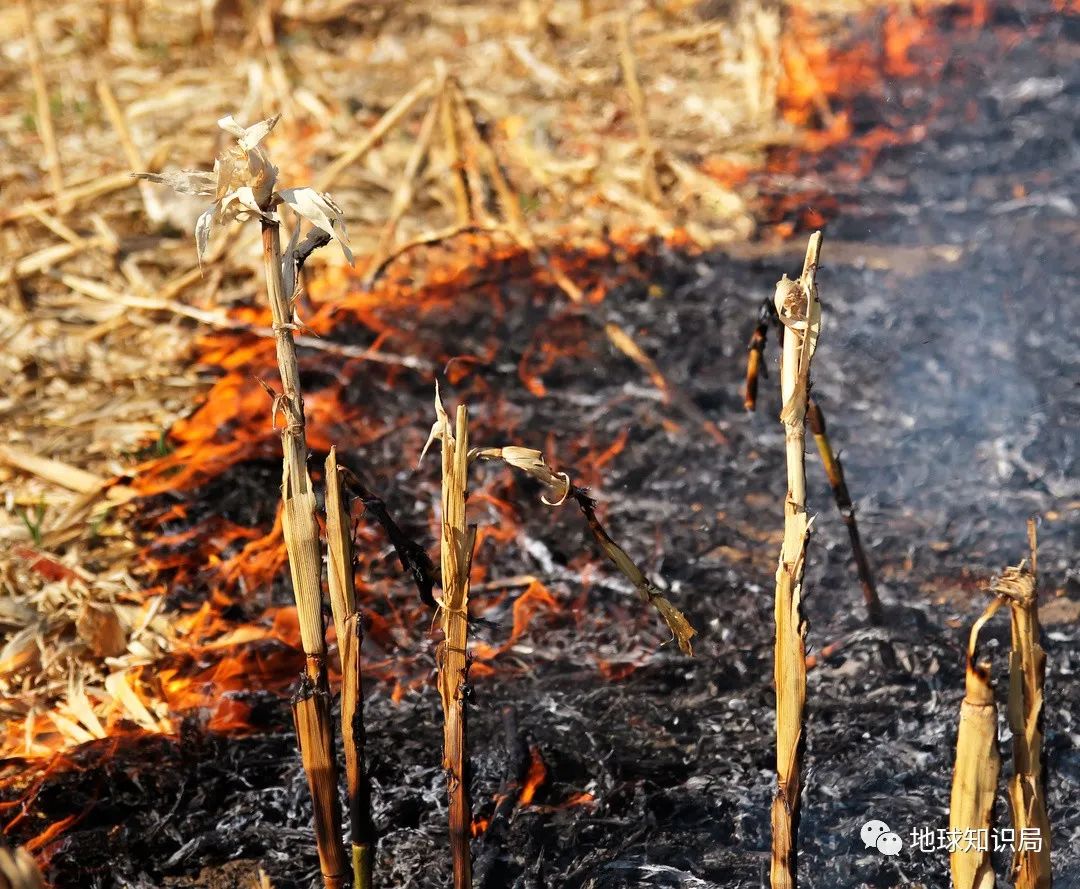 农村烧秸秆为何屡禁不止？