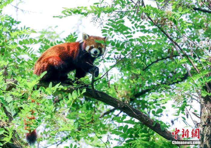 4月22日,小熊猫爬到室外的树上活动。 中新社记者 张畅 摄