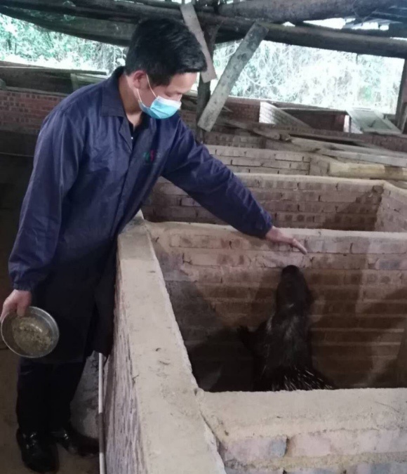 赖妙灵在喂豪猪。图片来源：受访者供图