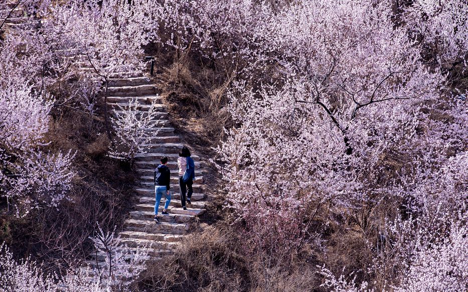 北京园博园春日美景。丰台区委宣传部供图
