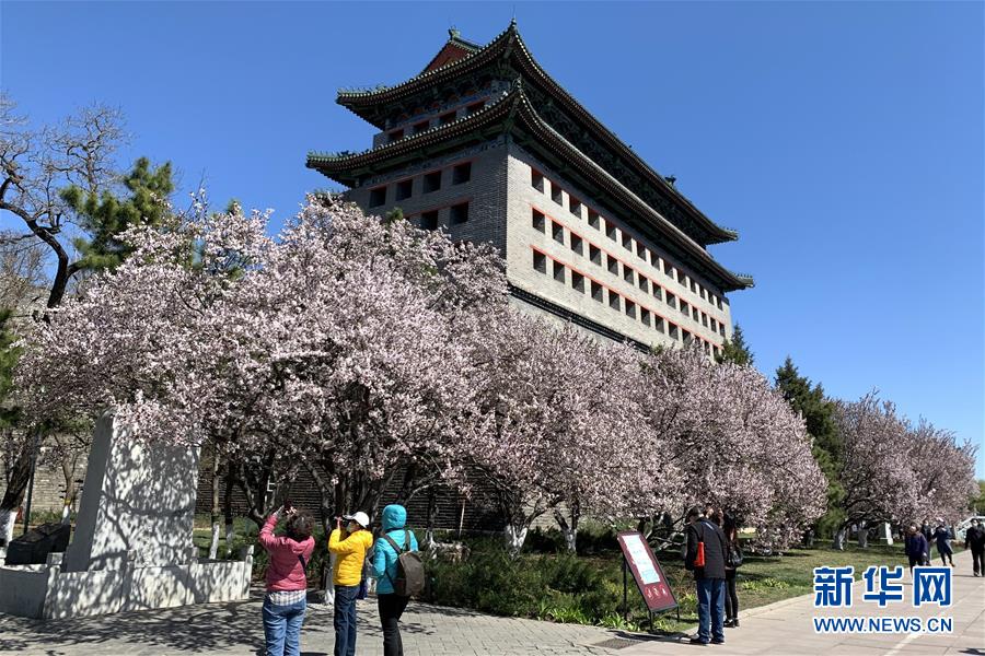 市民在北京明城墙遗址公园赏花(3月27日摄.新华社记者李欣摄