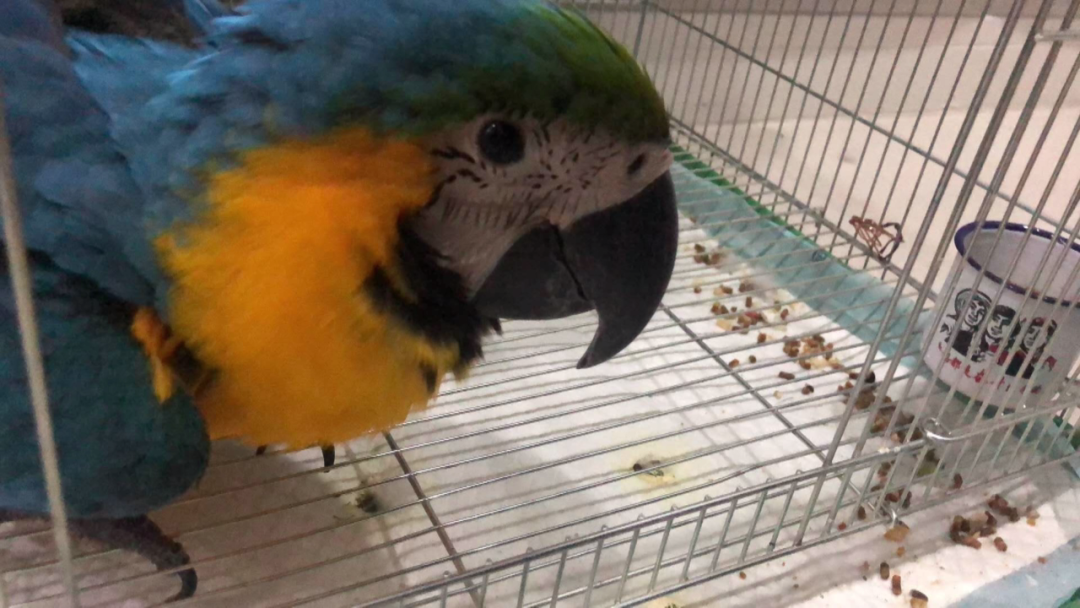 男子朋友圈发了一则寻鸟启事 54人被抓