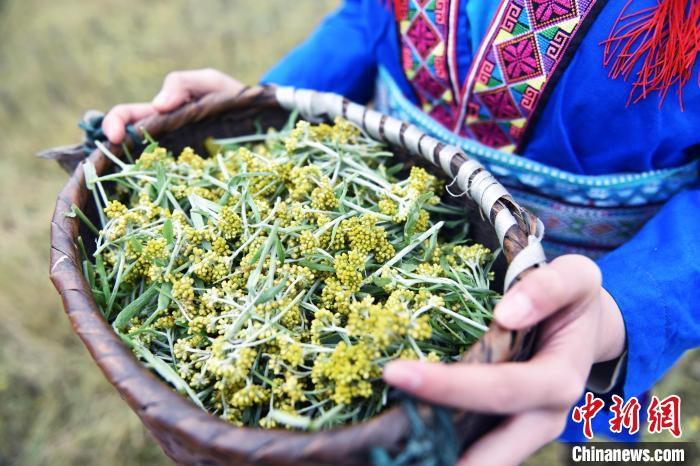 江底村瑶族妇女在采摘艾草。 吴生斌 摄