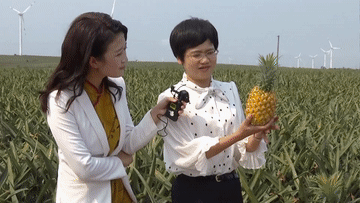 「」菠萝菠萝菠萝菠萝菠萝菠萝的海！