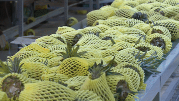 「」菠萝菠萝菠萝菠萝菠萝菠萝的海！