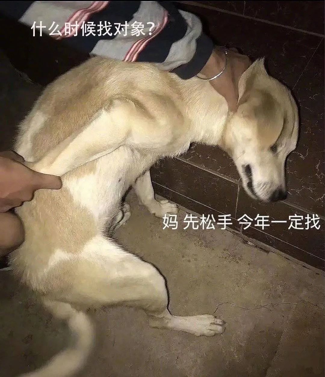 狗的心脏位置平面图